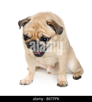 Mops-Jahre vor einem weißen Hintergrund Stockfoto