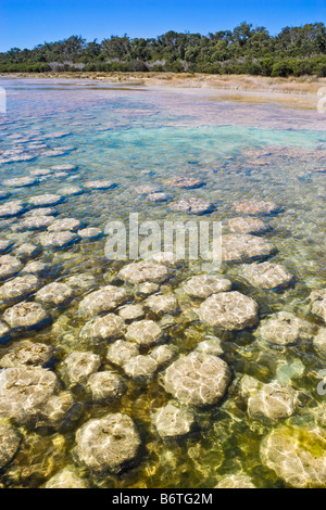 Thrombolites am Lake Clifton in Yalgorup Nationalpark, in der Nähe von Mandurah, Westaustralien Stockfoto