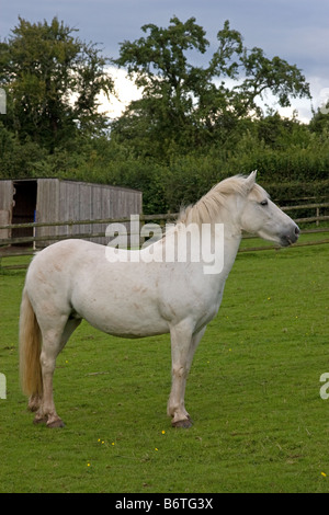 Weiße Eriskay Pony Stute Stockfoto