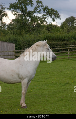 Weiße Eriskay Pony Stute Stockfoto