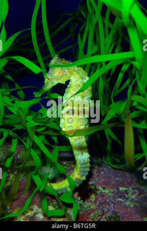 Pazifische Seepferdchen Hippocampus Ingens gefangen Stockfoto