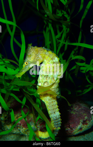 Pazifische Seepferdchen Hippocampus Ingens gefangen Stockfoto