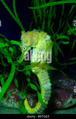 Pazifische Seepferdchen Hippocampus Ingens gefangen Stockfoto