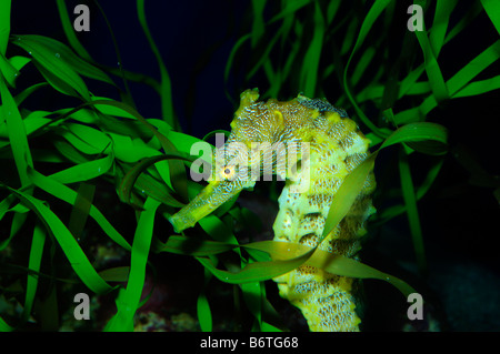 Pazifische Seepferdchen Hippocampus Ingens gefangen Stockfoto