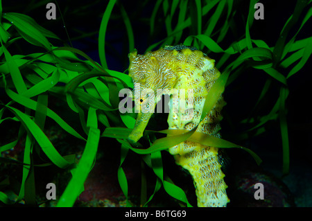 Pazifische Seepferdchen Hippocampus Ingens gefangen Stockfoto