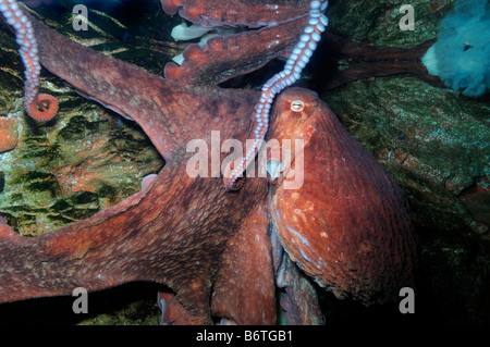 Giant Octopus enteroctopus dofleini Pazifik gefangen Stockfoto