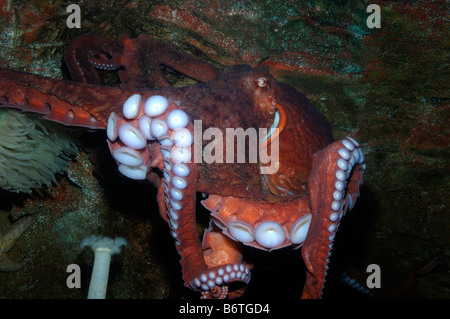 Giant Octopus enteroctopus dofleini Pazifik gefangen Stockfoto