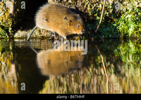 Schermaus, Arvicola Terrestris, auf einem städtischen Kanalufer in Derbyshire, England. Stockfoto