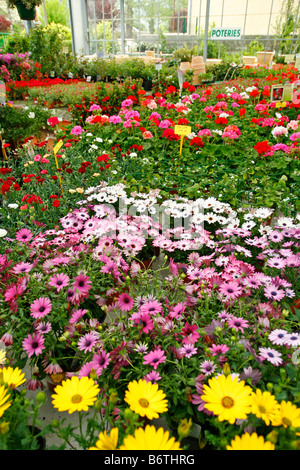 Garten-Center. Luchon (Frankreich) Stockfoto