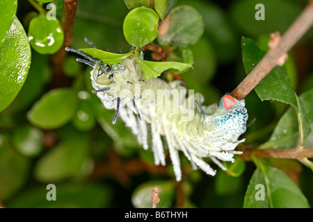 Caterpillar. Atlas-Motte. Attacus atlas Stockfoto