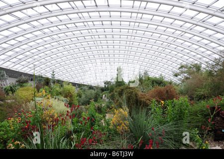 Innenraum der Großen Gewächshaus im Botanischen Garten von Wales Carmarthenshire Wales Llanarthne Stockfoto