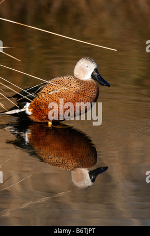 Argentinische rote Löffelente Anas Platalea Vieillot männlich Südamerika heimisch Stockfoto