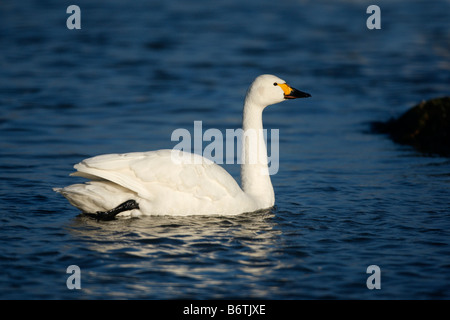 Bewicks Schwan Cygnus Bewickii auf Wasser Gloucestershire UK Stockfoto