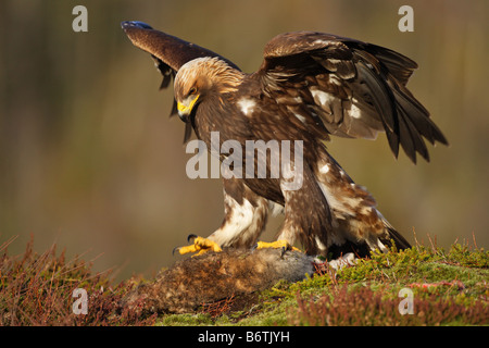 Steinadler, die Landung auf einem Hasen Kill mit seinen Flügeln gestreckt an einem Berghang in Norwegen Stockfoto