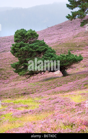 Scots Kiefer, geformt durch den vorherrschenden Wind, wächst auf eine blühende Heide-Moor in den Cairngorms, Schottland. Stockfoto
