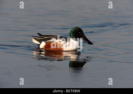 Nördlichen Löffelente Anas Clypeata männlich auf Wasser London UK Stockfoto