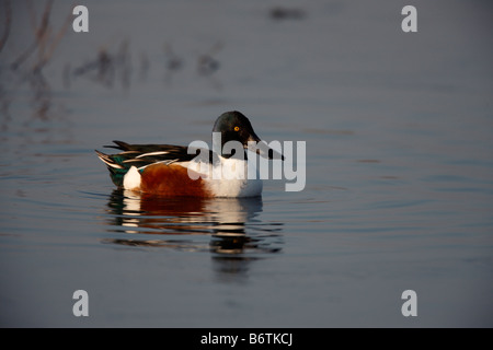 Nördlichen Löffelente Anas Clypeata männlich auf Wasser London UK Stockfoto