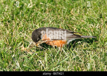 Amerikanischer Robin sammeln Nistmaterial Stockfoto