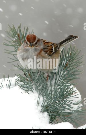Amerikanische Tree Sparrow thront in Fichte mit Schnee - vertikal Stockfoto