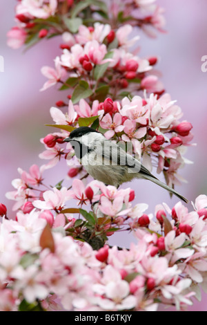 Carolina Chickadee thront im Crabapple Baum Blüten - vertikal Stockfoto