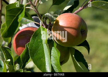 Äpfel an einem Baum hängen Stockfoto