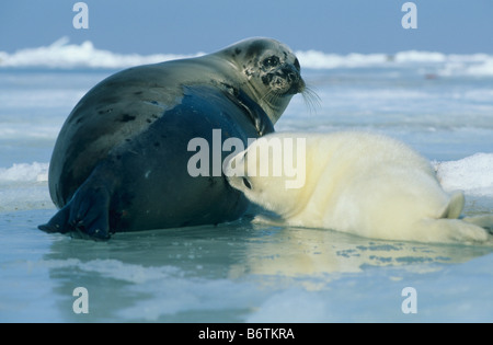 Mutter Baby Harp Seal (Phoca Groenlandica) Magdalen Inseln, Quebec Kanada Krankenpflege Stockfoto