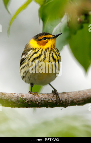 Cape May Warbler - vertikal Stockfoto