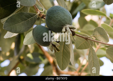 Feijoa, Ananas Guave (Feijoa Sellowiana, Myrtaceae) Früchte Stockfoto