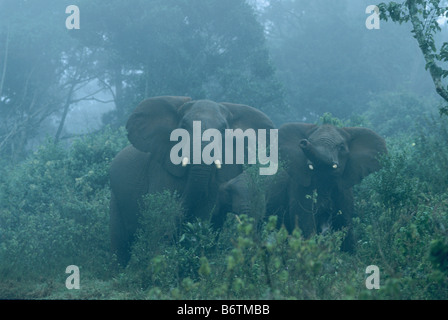 Afrikanische Elefanten (Loxodonta Africana) Familiengruppe im Nebel, Aberdares Nationalpark, Kenia Stockfoto