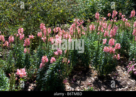 Blumenbeet des gemeinsamen Löwenmäulchen (Antirrhinum Majus) in rosa, Florida. Stockfoto