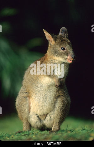 Red-necked Pademelon (Thylogale Thetis) Lamington Nationalpark, Queensland, Australien Stockfoto