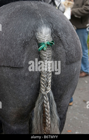 Geflochtene Pferd Schweif Stockfoto