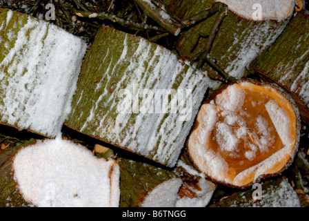 Haufen von Schnee bedeckt Brennholz Stockfoto