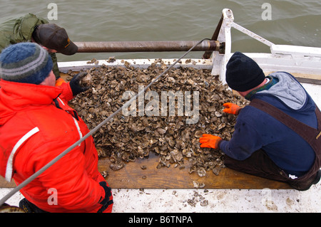 Annapolis, Maryland, der letzte Tag der Oyster Saison an Bord der Skipjack Helen Virginia. Stockfoto