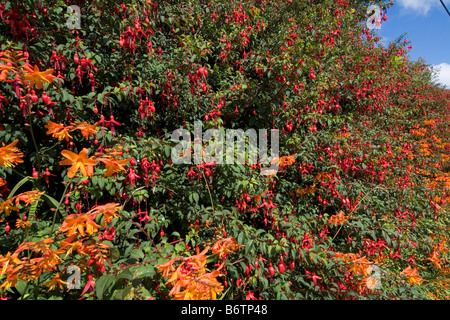 Montbretia, Blumen, Fuchsia Stockfoto