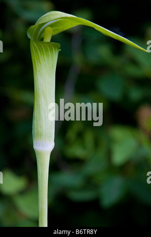 Kobra Lilie wächst in einem Moor-Garten. Stockfoto
