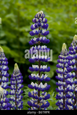 Lila Lupinen in voller Blüte in einem Garten im Juni. Stockfoto