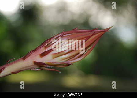 Knospe der Brahmakaml Blume, saussurea obvallata, Pune, Indien. Stockfoto