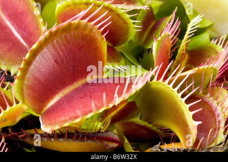 Nahaufnahme Bild einer Droseraceae fleischfressende Pflanze Stockfoto