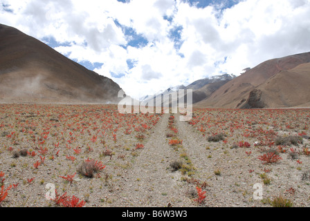 Eine Straße führt zum Everest im Rongbuk-Tal Tibets mit Schnee bedeckten Gipfel im Hintergrund Stockfoto