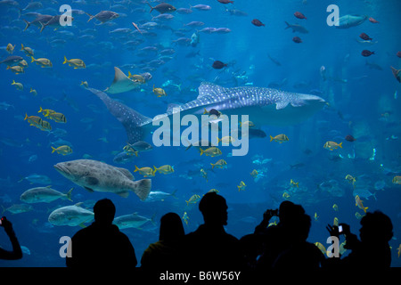 Einen riesigen Walhai im Georgia Aquarium in Atlanta, Georgia schwimmen Sie durch das größte Aquarium der Welt Stockfoto