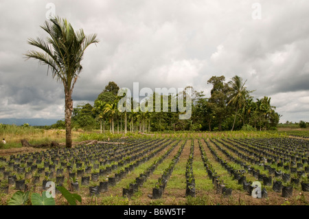 Palmöl-Kindergarten in Tripa, Sumatra, Indonesien Stockfoto