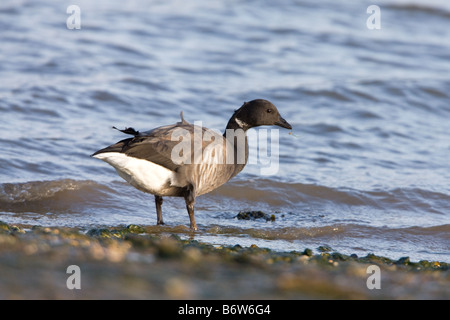 Dunkel-bellied Brent Goose Branta Bernicla entlang tideline Stockfoto