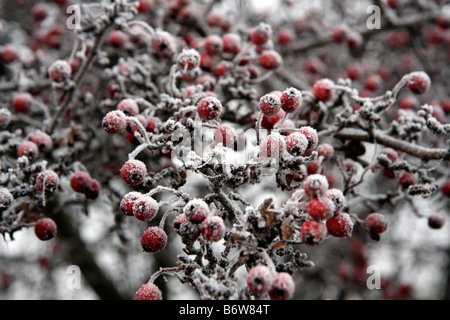 Frost bedeckt Weißdornbeeren Stockfoto