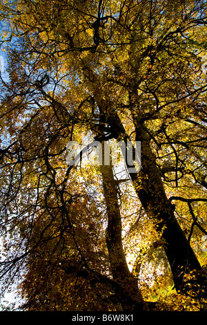 Herbstliche Farben auf einer großen Buche mit Sonnenlicht durch die Baumkronen. Stockfoto