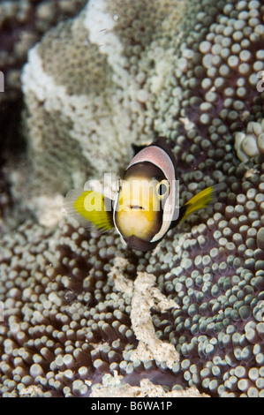 Ein Anemonenfische oder Clownfische, bergende in ihrer Host-Anemone, Kapalai, Sabah, Malaysia. Stockfoto