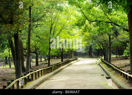 Todai-Ji Park, Nara JP Stockfoto