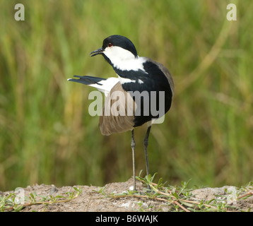 Sporn Sie-Winged Plover Vanellus Spinosus WILD Stockfoto