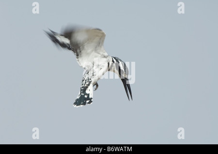 Pied Kingfisher erwachsenen männlichen Ceryle Rudis WILD Stockfoto