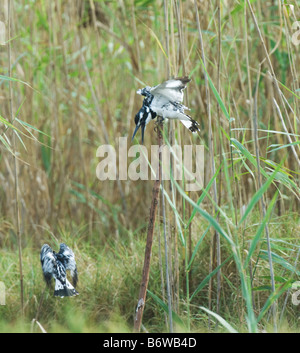 Pied Kingfisher Ceryle Rudis WILD Stockfoto